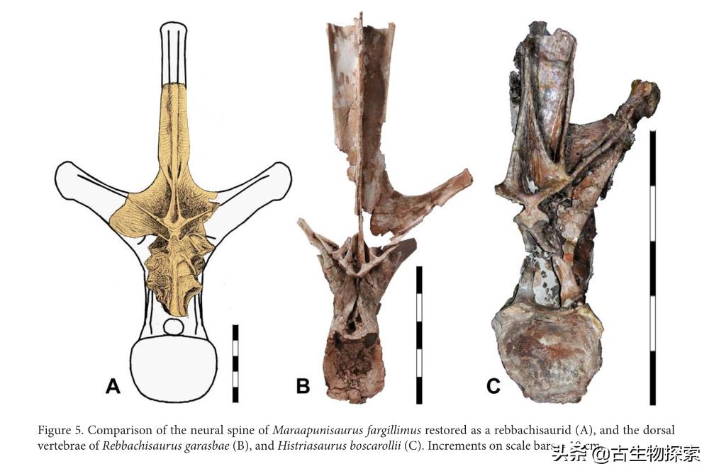 各种蜥脚类恐龙体型大小,蜥脚类恐龙大小比较图