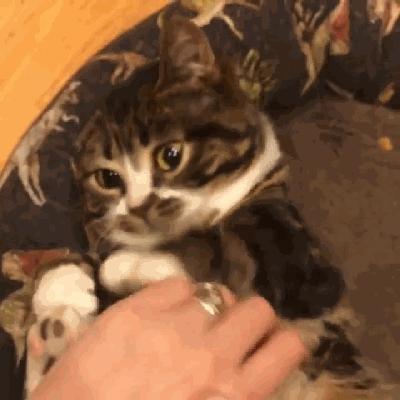 猫兄妹可爱视频,矮脚猫兄妹