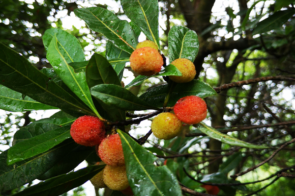 杨梅很酸怎么样才能更甜,为什么野杨梅那么酸
