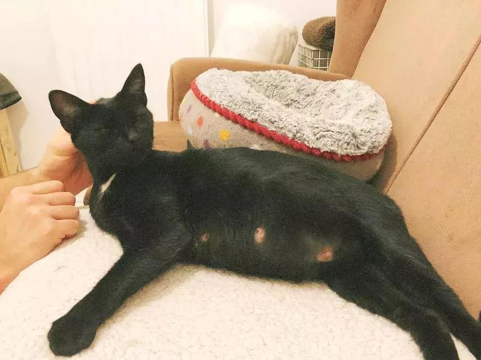 可怜的猫咪被一个小孩救了一命,可怜猫咪被冻死