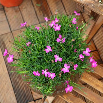 景观草花图,地被类的花草图片