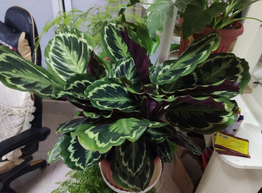 买的花活不久是什么原因,从市场买回来的花过几天叶子就黄