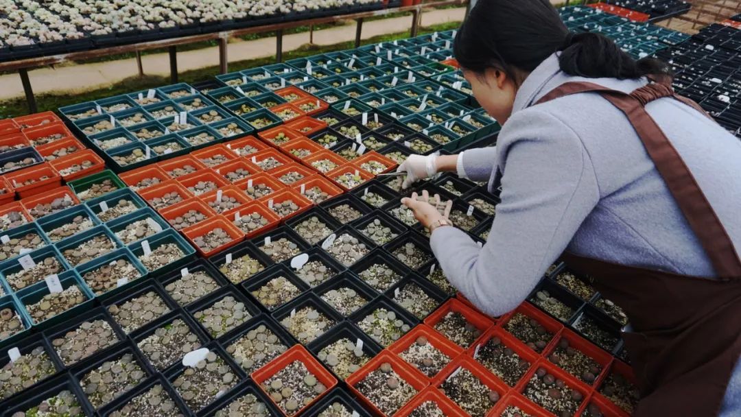 直播卖多肉上百元,小伙卖多肉年入百万