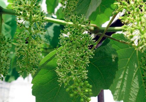 蓝宝石葡萄落花落果严重用什么药,如何防治葡萄落果严重