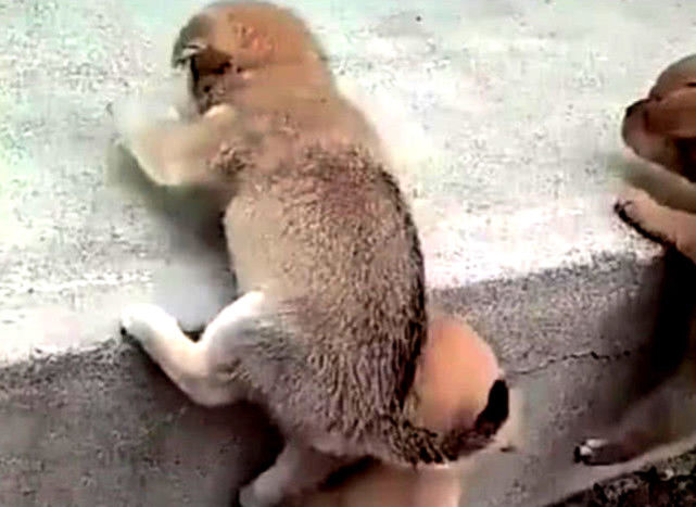 灏忕嫍鐙椾笂涓嶆潵妤兼,灏忕嫍鐙椾笂涓嶅幓鍙伴樁