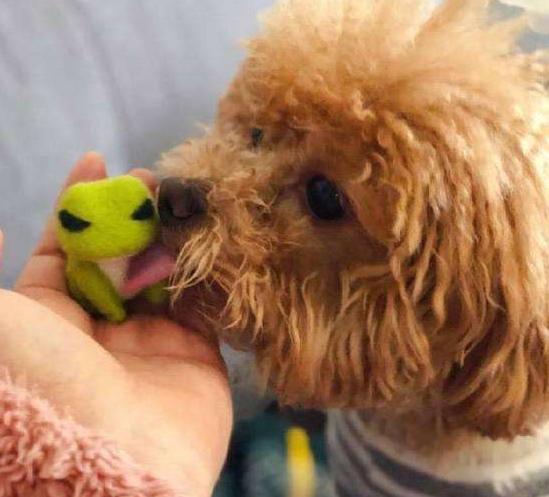 泰迪犬总是舔人嘴巴的5个原因，看完很暖心，别再责骂它了！