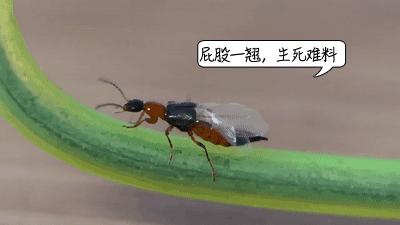 晚上玩手机会毁容的虫子,前一晚关灯玩手机被虫毁容