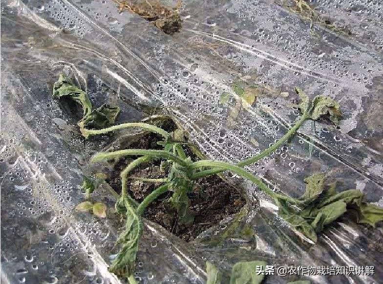 黄瓜死棵烂苗,黄瓜秧生病治疗小妙招