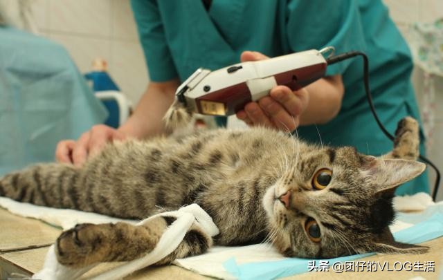 初级猫咪铲屎官都需要什么,新手铲屎猫官