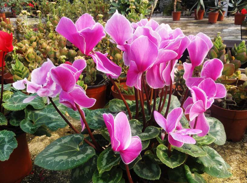 装修家里5种去除甲醛植物,新房装修后去甲醛的植物有哪些