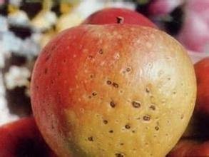 苹果树泡斑病怎么治疗,苹果褐斑病的症状和防治方法