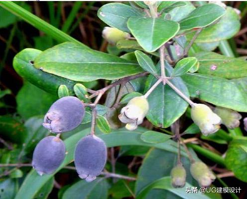 童年吃的野果视频,童年回忆农村人最爱的6大野果