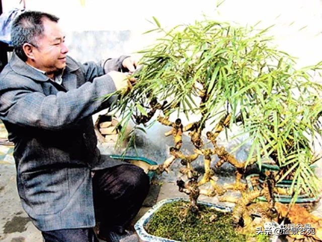 北方耐寒矮化竹子,竹子矮化的最佳方法