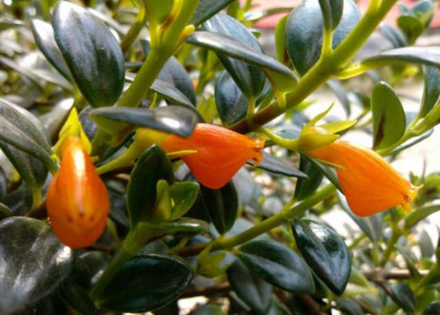 进入秋季该如何养护金鱼吊兰,盆栽金鱼吊兰的夏季养护