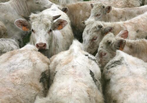 母牛饲养与疾病防治,母牛的特点和饲养管理技术