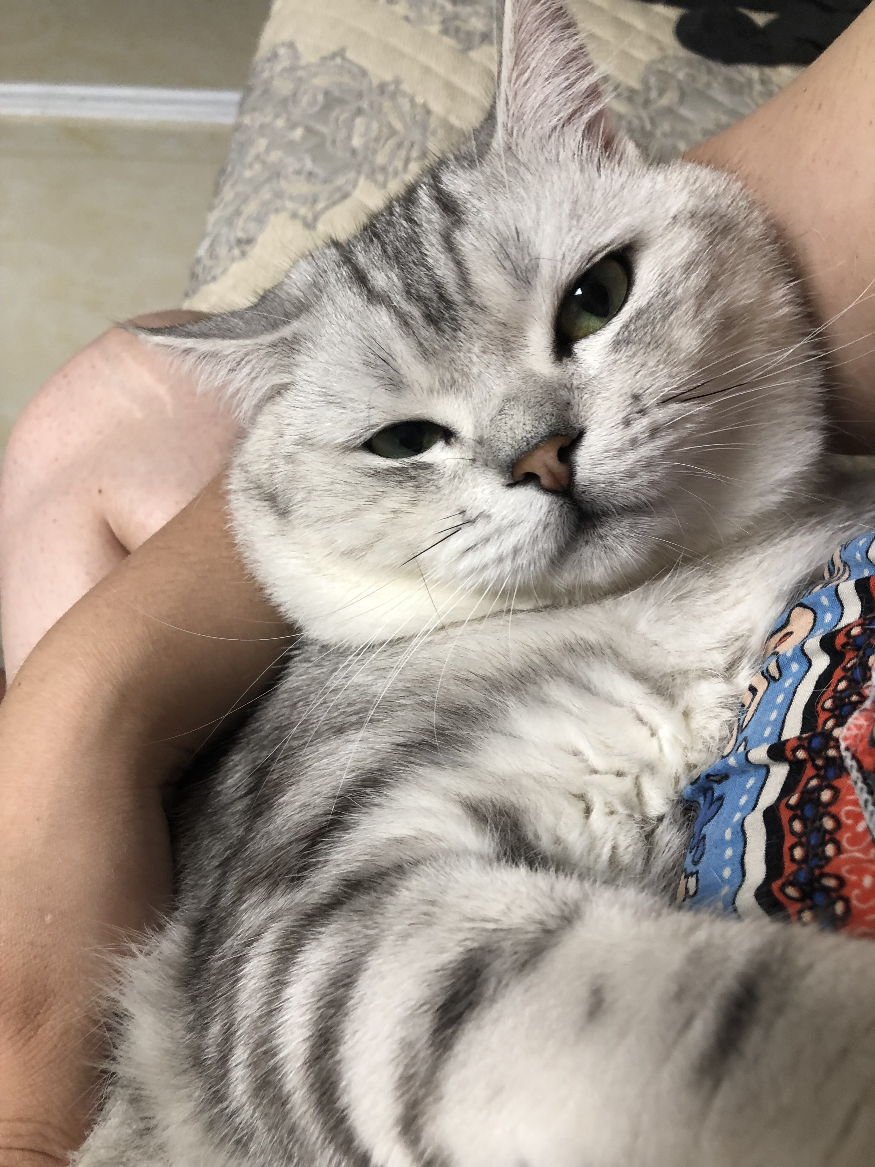 猫藓不可怕，对抗它需要的不仅仅是药物，更需要时间与耐心