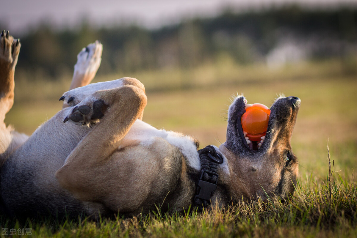哪些食物狗是不能吃,知识科普狗狗不能吃哪些食物