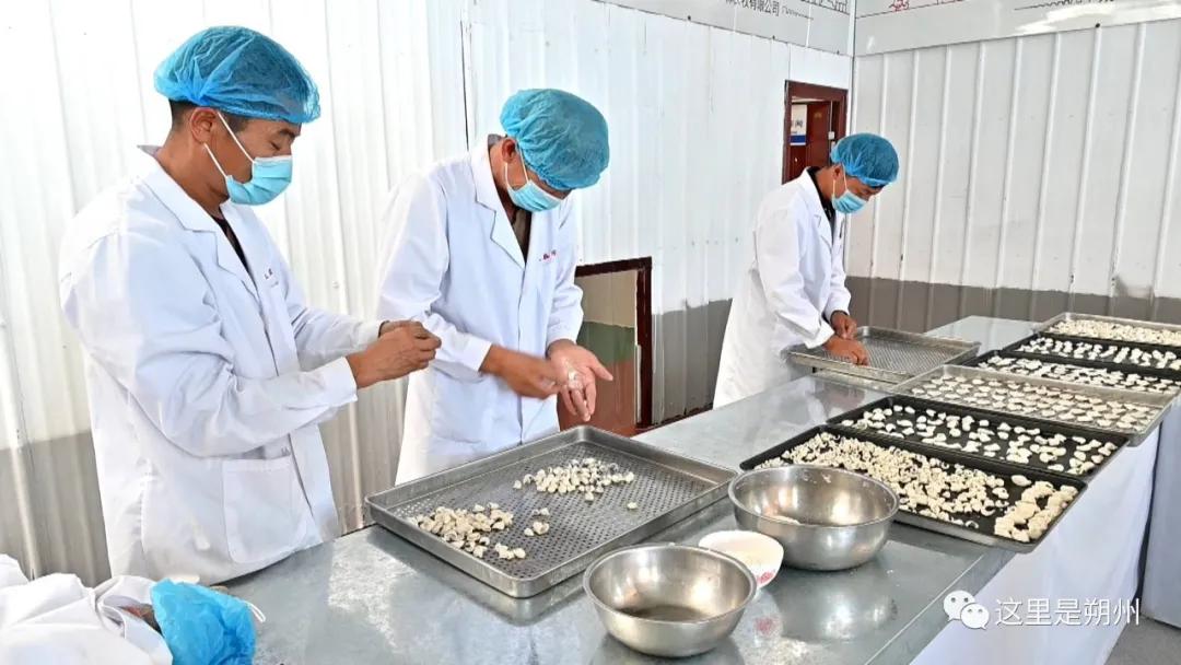 朔州平鲁区产业,荞麦加工与产品开发新技术