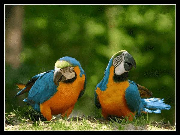 山水花鸟图片欣赏及名称,画花鸟鱼虫活灵活现