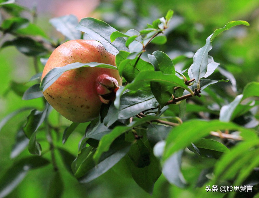 有关石榴的诗词,石榴树诗词