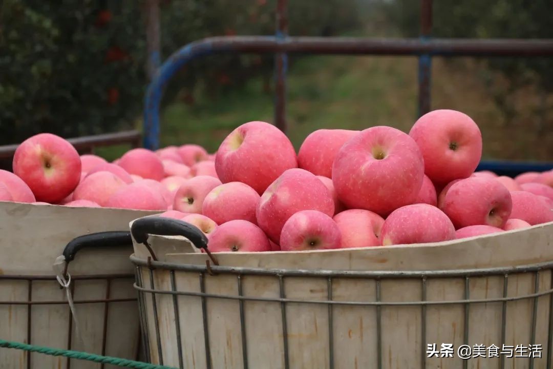 烟台红富士苹果推荐,山东烟台红富士苹果好物分享