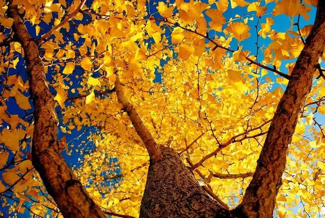 温州秋冬的银杏树确实美,温州最原生态银杏