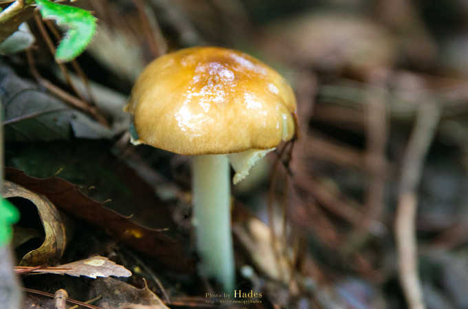 四川古蜀寻芳之幻梦朝天游玩攻略,都江堰古蜀寻芳