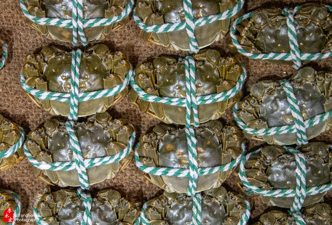 盘锦赵圈河镇河蟹,蟹园盘锦河蟹