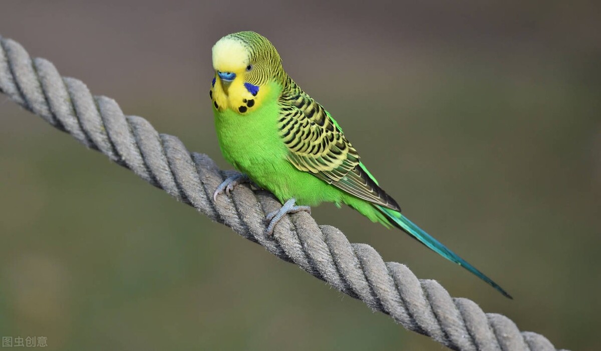 如何正确养爬宠鹦鹉,养鹦鹉的注意事项ppt