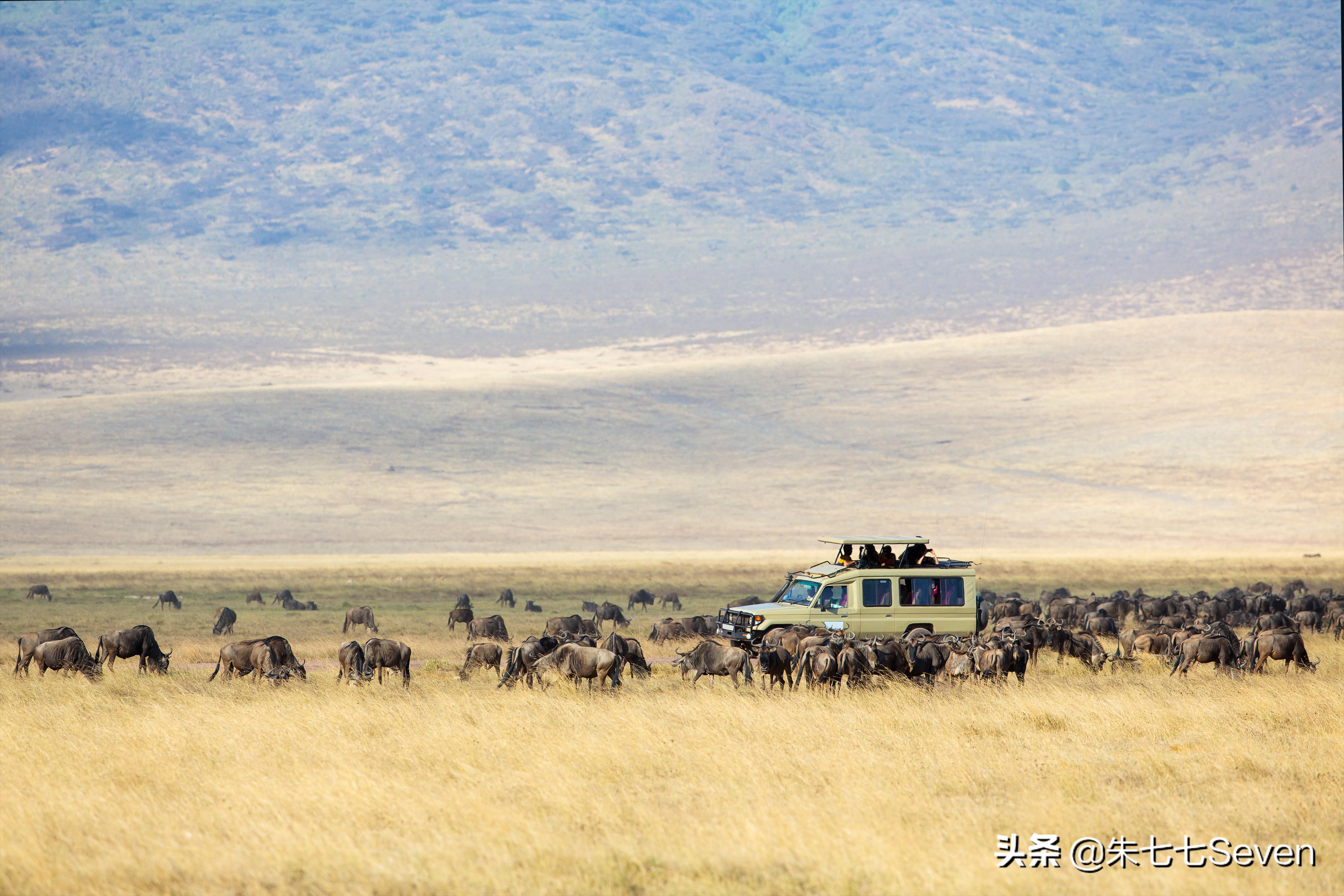 东非野生动物大迁徙,东非动物大迁徙