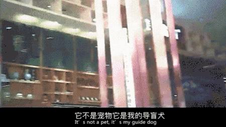 为什么导盲犬会受歧视,导盲犬被歧视合集