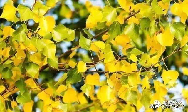 最常见的杨树,杨树属于什么树木类型