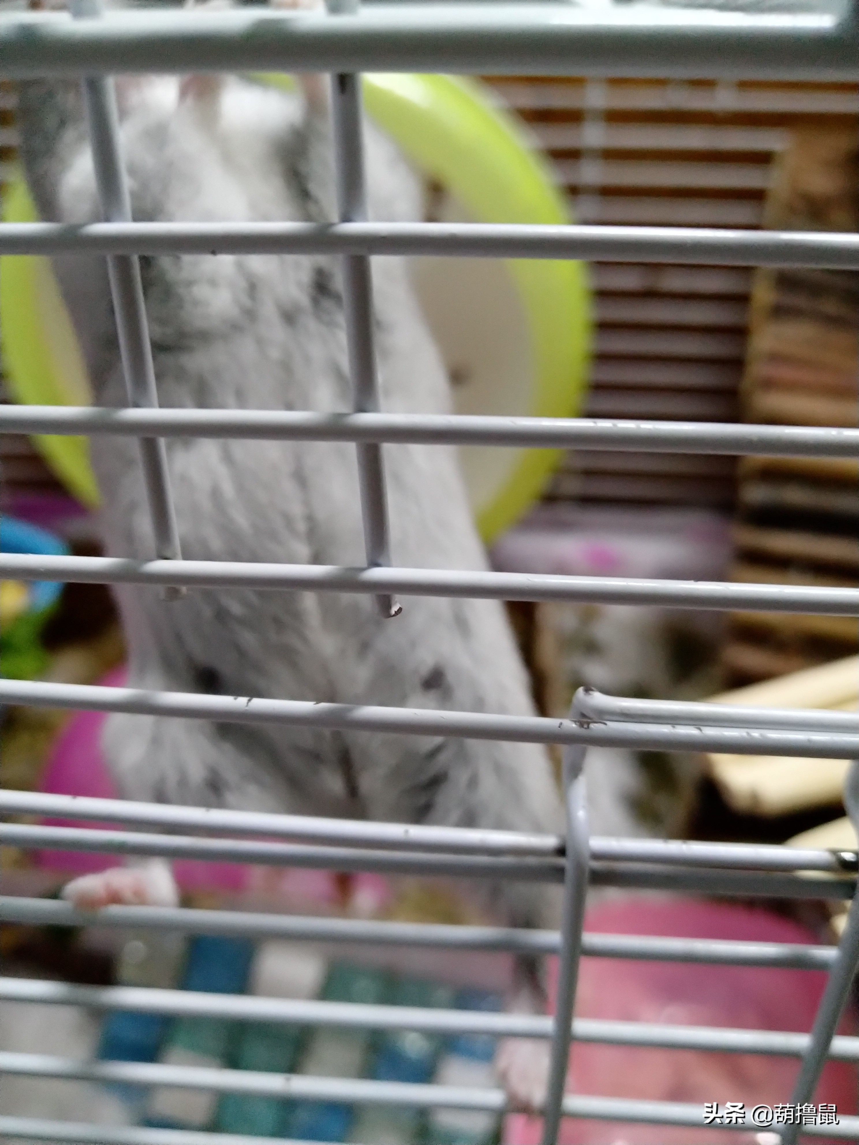 仓鼠繁育注意事项,仓鼠怀孕后的注意事项