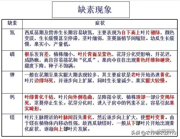 西瓜栽培技术有哪些,西瓜栽培技术全面的文字解释