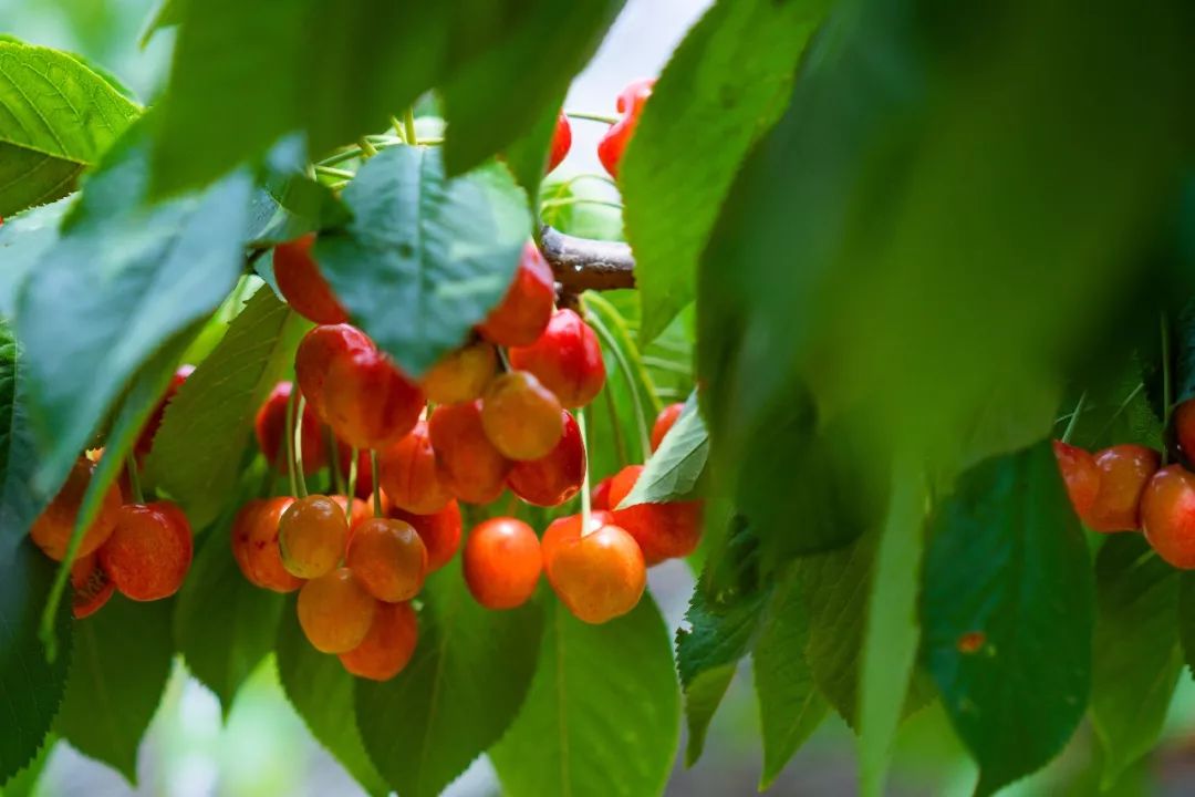 蓬莱美如画,蓬莱美景