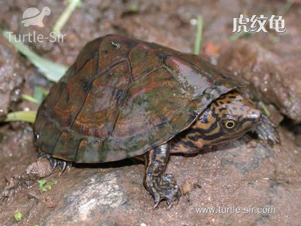 虎纹蛋龟有几个品种,虎纹蛋龟是不是虎纹麝香龟