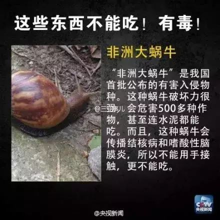 路边惊现非洲大蜗牛,别碰也别吃!已有人因抓它发高烧,还会传播结核病、脑膜炎
