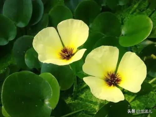 水金英，适合养在庭院大水缸里的景观植物！清新美丽又治愈