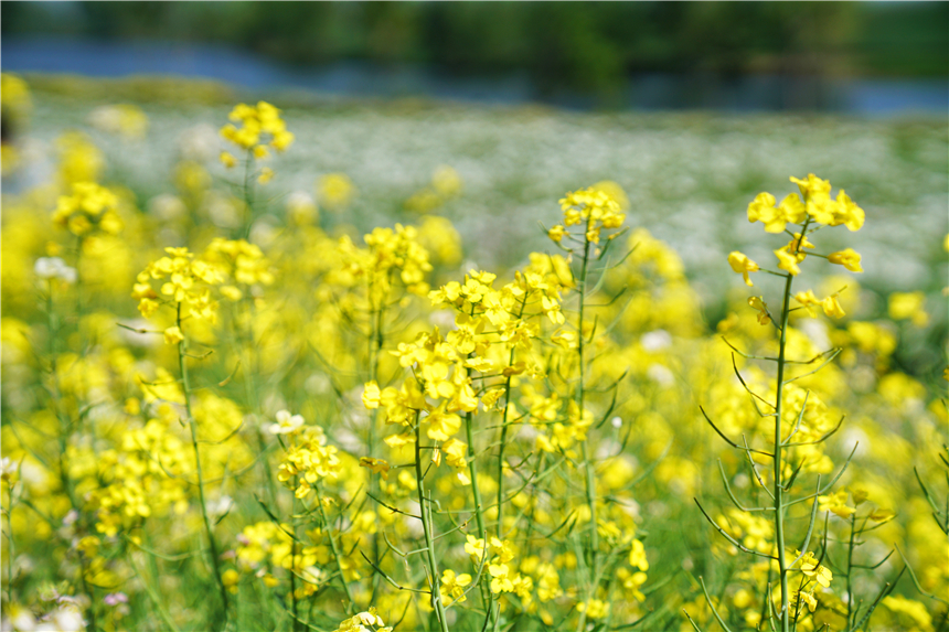 我和宿州有个约会,一场花事,一次慢旅行,探寻最烟火的宿州味道