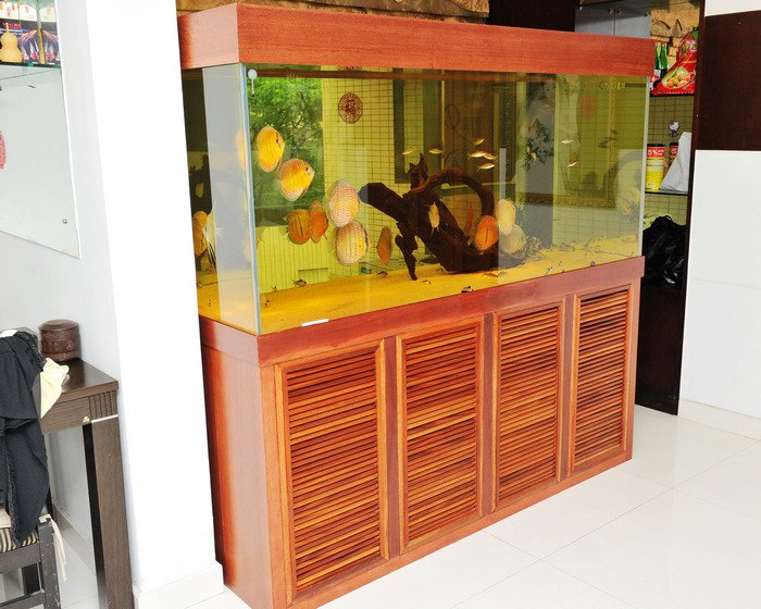 七彩神仙爱好者,野生七彩神仙开口