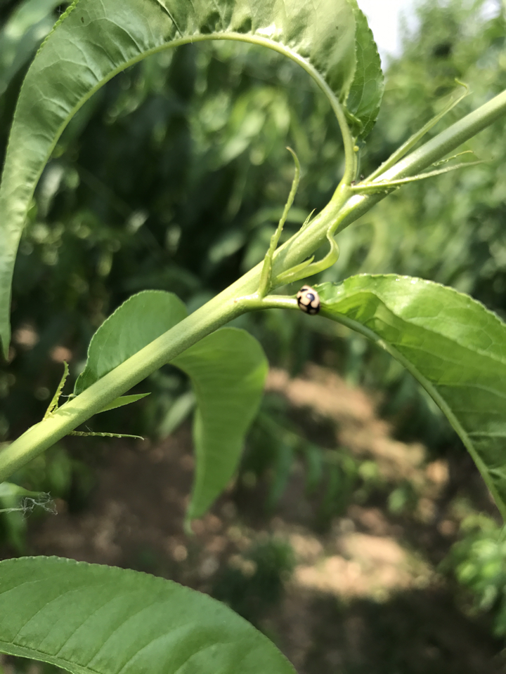 春季果园防蚜虫食心虫,蚜虫雨天怎么防治好呢图片