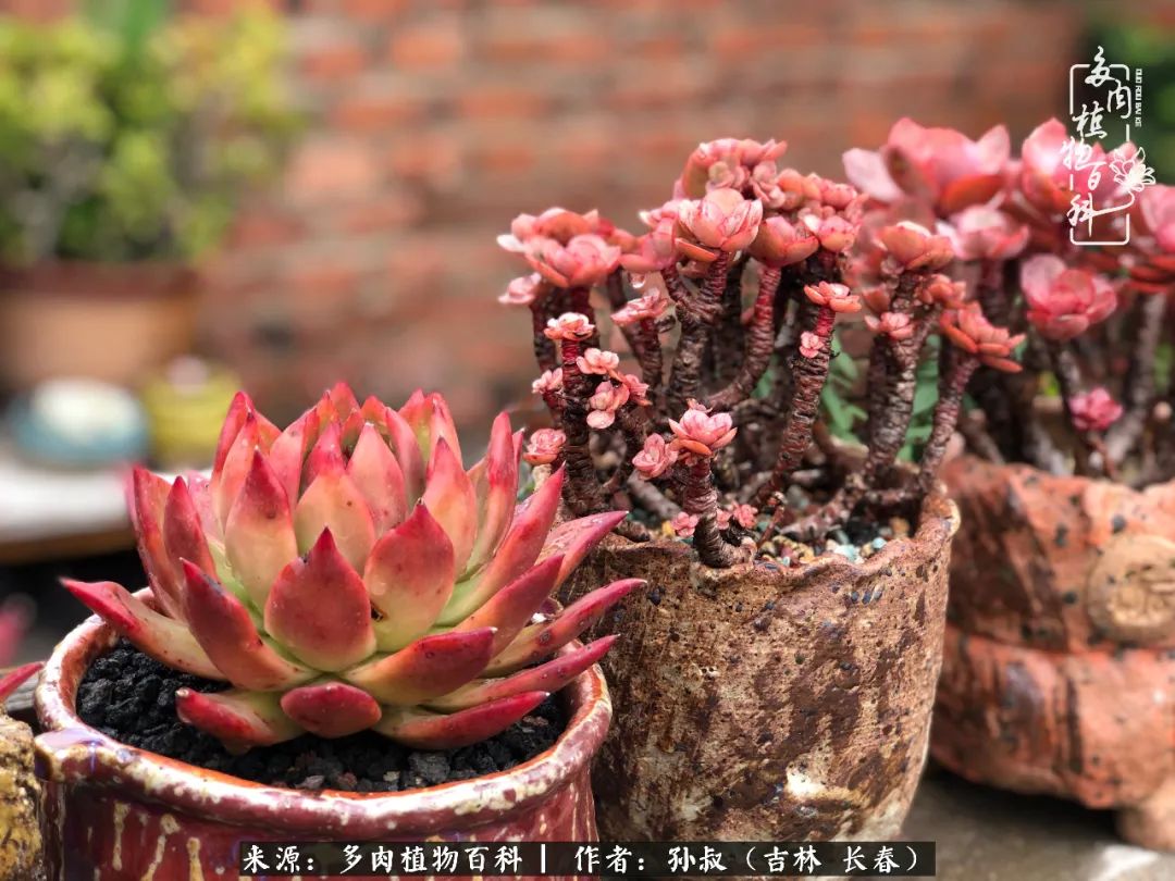 与多肉一起成长,与多肉相伴
