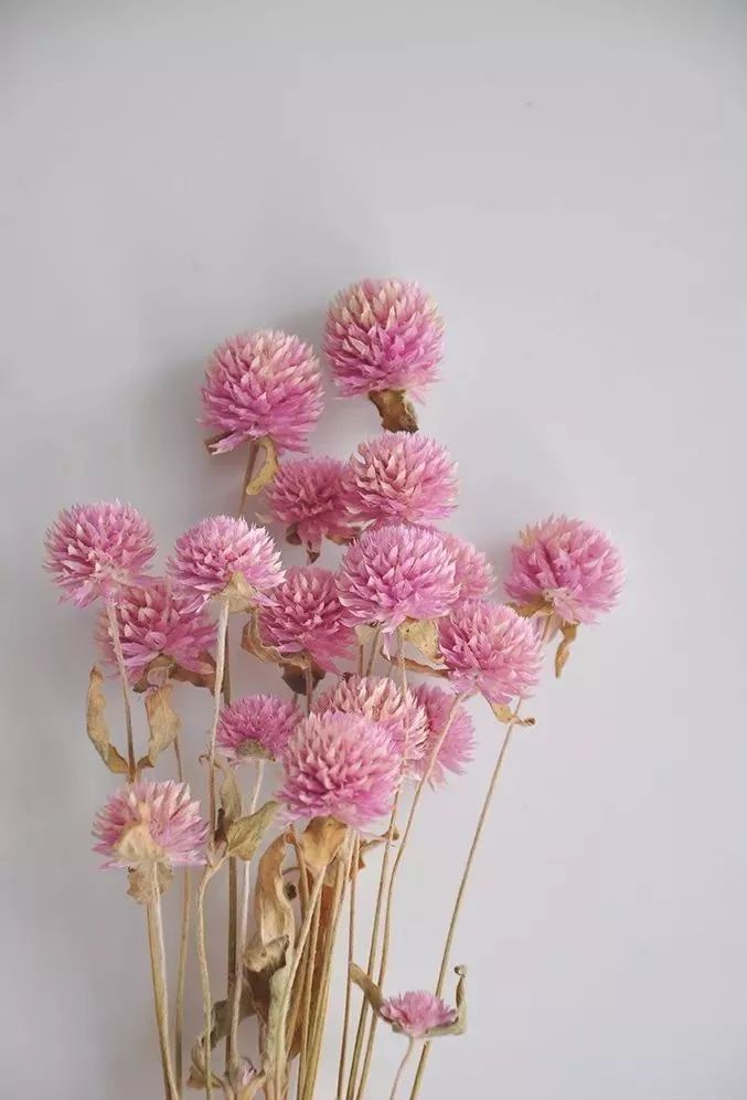 适合做干花的7种花,太阳花切花怎么做干花