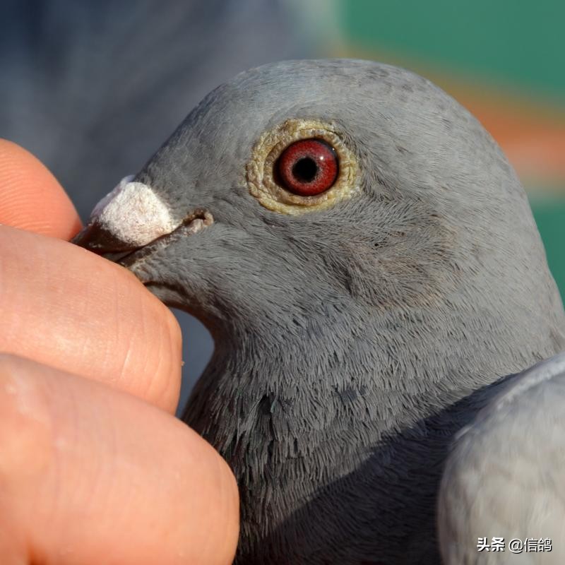 飞好一路鸽子才是致胜之道，贪多嚼不烂