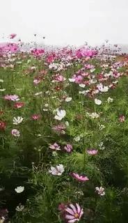 采煤塌陷地变身湿地公园,采煤沉陷区变身绿色公园