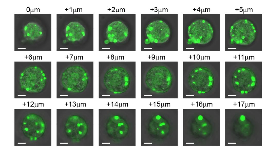 精子游动的方向是什么,精子游动过程