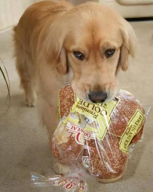 舔一下狗毛会得狂犬病吗,舔狗一下狗狗会有什么反应