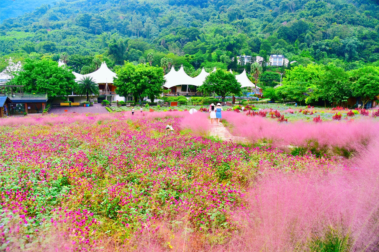 广州市龙洞粉黛乱子草网红打卡地,肇庆盘龙峡自助游推荐