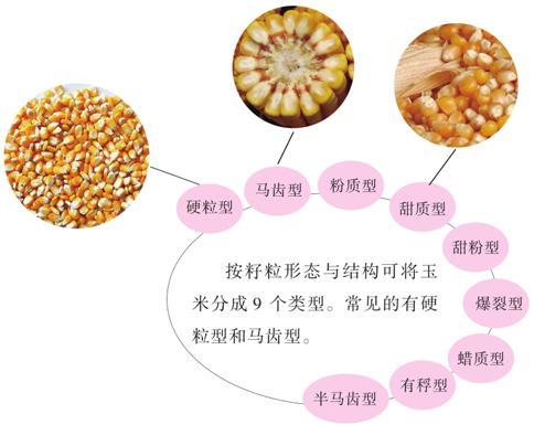 适合积温2300种植的玉米高产品种,2023年种什么品种的玉米好