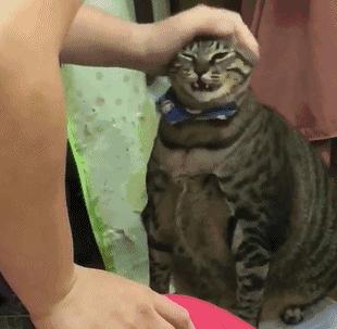 猫中最厉害的是橘猫吗,最胖的猫排名前十